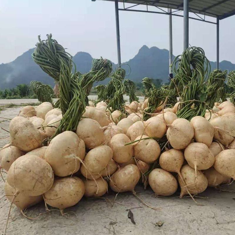 广西精品凉薯，豆薯，质量好，价格优，全国发货，量大从优
