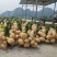 广西精品凉薯，豆薯，质量好，价格优，全国发货，量大从优