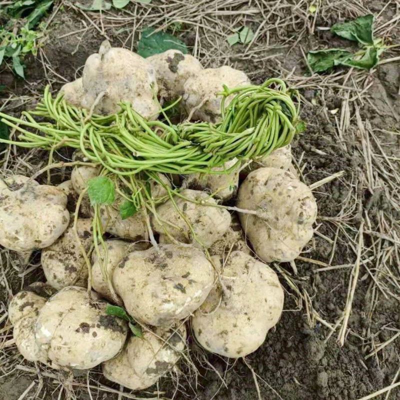 广西精品凉薯，豆薯，质量好，价格优，全国发货，量大从优