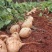 广西精品凉薯，豆薯，质量好，价格优，全国发货，量大从优