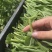 新鲜上豌豆苗营养价值丰富含有丰富的人体必需氨基酸