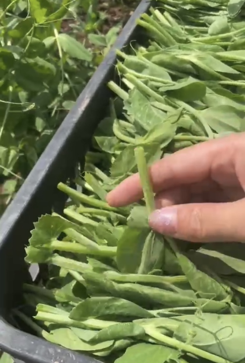 精品新鲜豆苗营养价值丰富含有人体所需的氨基酸