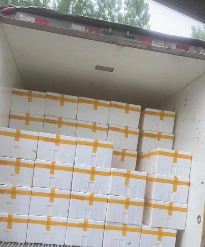精品新鲜豆苗营养价值丰富含有人体所需的氨基酸