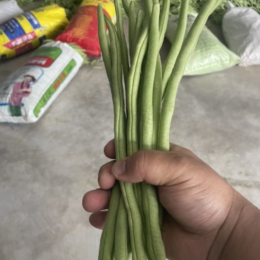 天水市武山县洛门镇新苗架豆王，大量上市，需要联系，