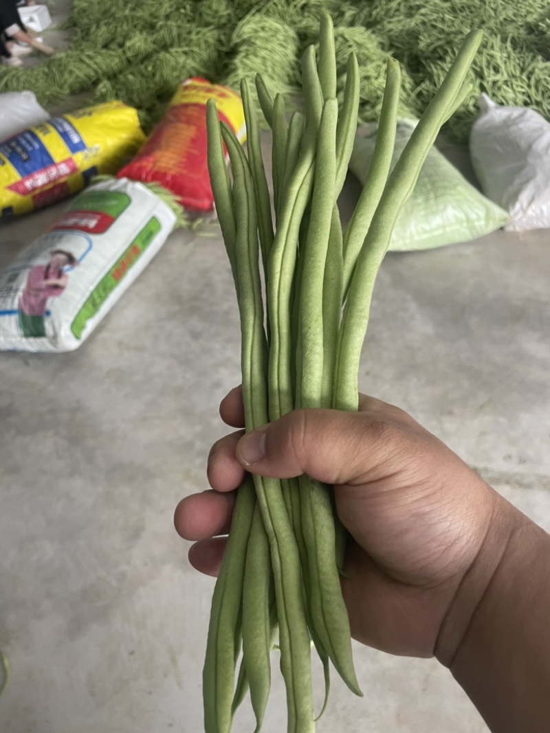 天水市武山县洛门镇新苗架豆王，大量上市，需要联系，