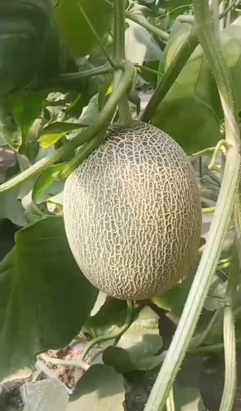 吐鲁番哈密瓜，西州蜜25号、17号、黄八六、至爱等