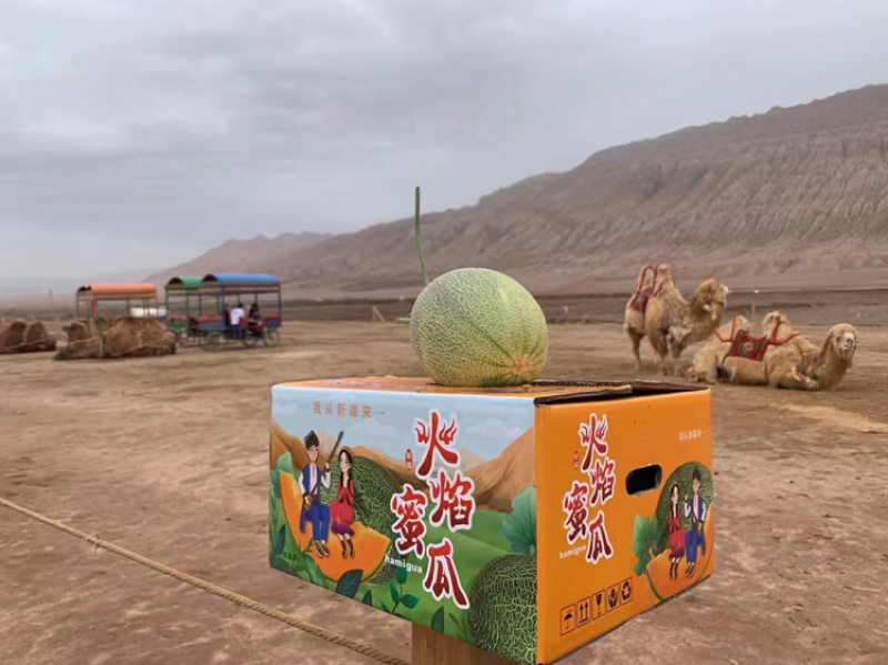 吐鲁番哈密瓜，西州蜜25号、17号、黄八六、至爱等