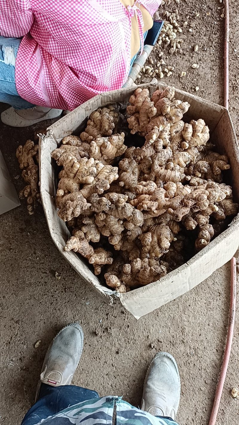 生姜，小黄姜，2黄，大黄，大量供应，产地一手货源…………