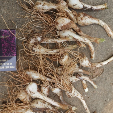 新鲜蕌头荞头大量上市品质保证，诚信经营欢迎咨询合作共赢