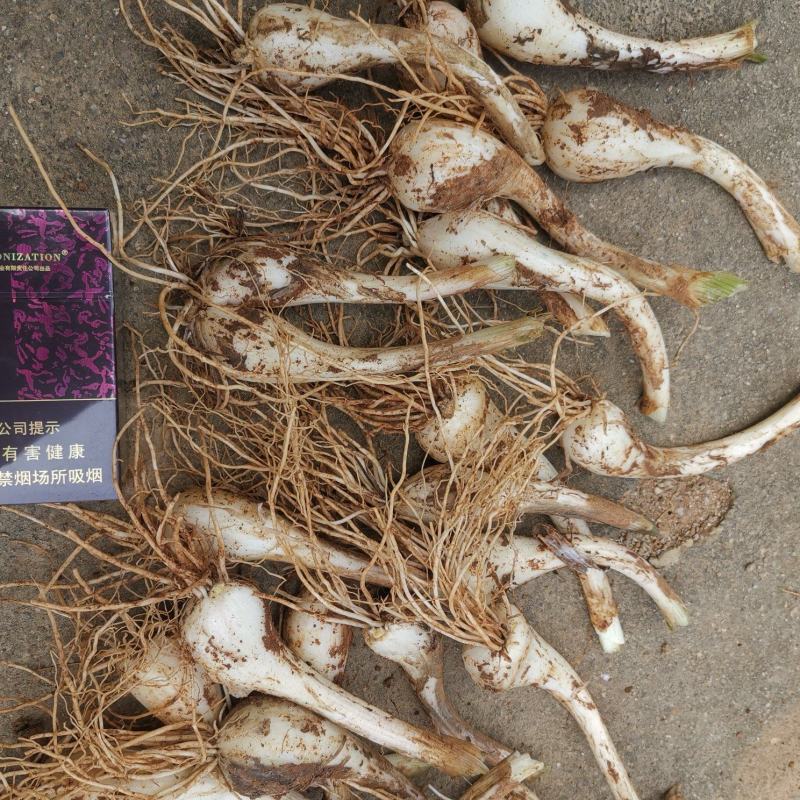 新鲜蕌头荞头大量上市品质保证，诚信经营欢迎咨询合作共赢