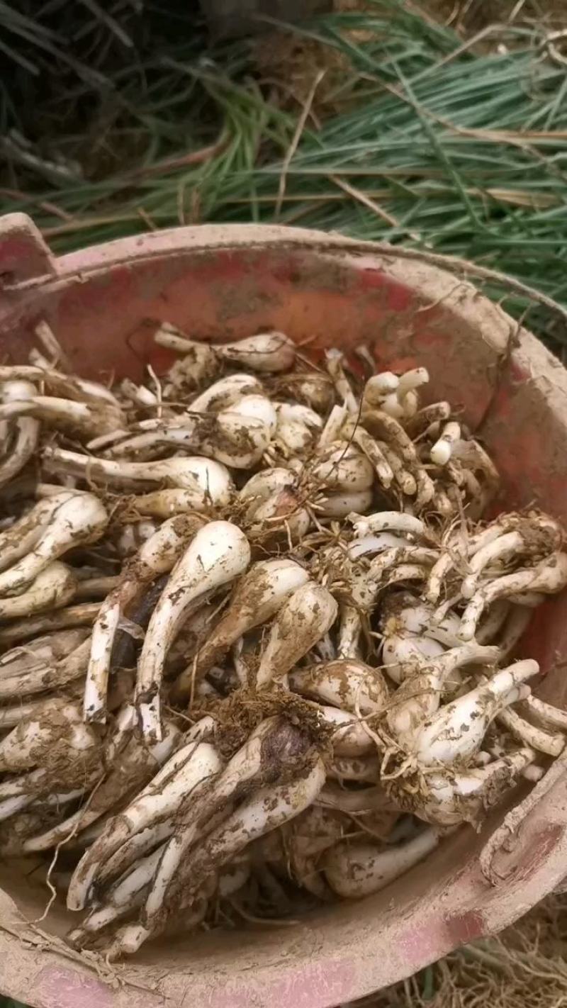 新鲜蕌头荞头大量上市品质保证，诚信经营欢迎咨询合作共赢