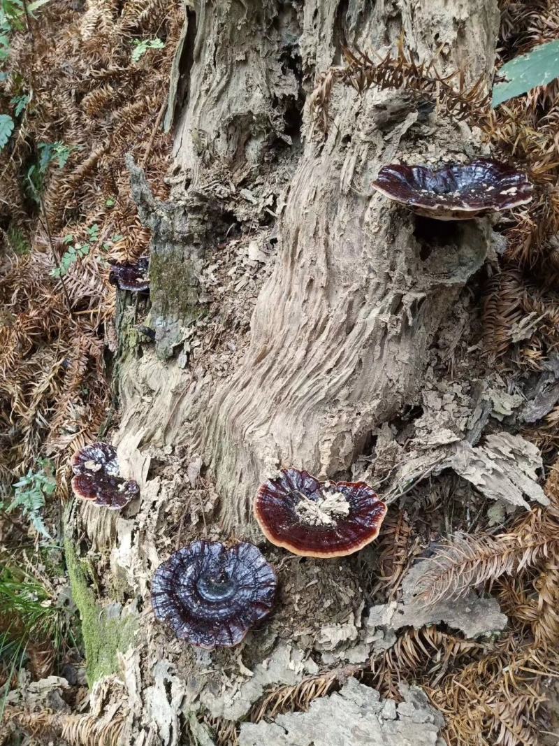 广西野生紫灵芝/黑灵芝/特干货/自然晒干