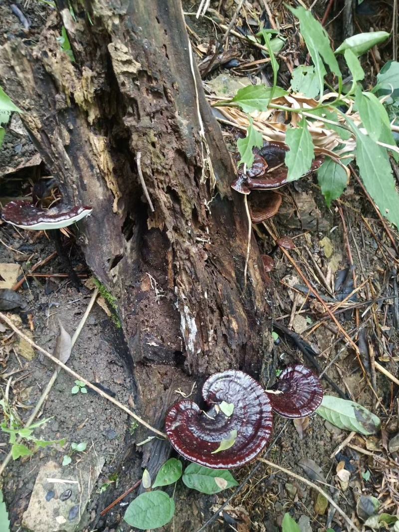 广西野生紫灵芝/黑灵芝/特干货/自然晒干