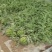 安徽产地直销精品麒麟西瓜优质量大诚信经营