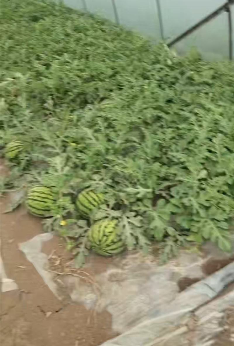 安徽产地直销精品麒麟西瓜优质量大诚信经营