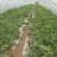 安徽产地直销精品麒麟西瓜优质量大诚信经营