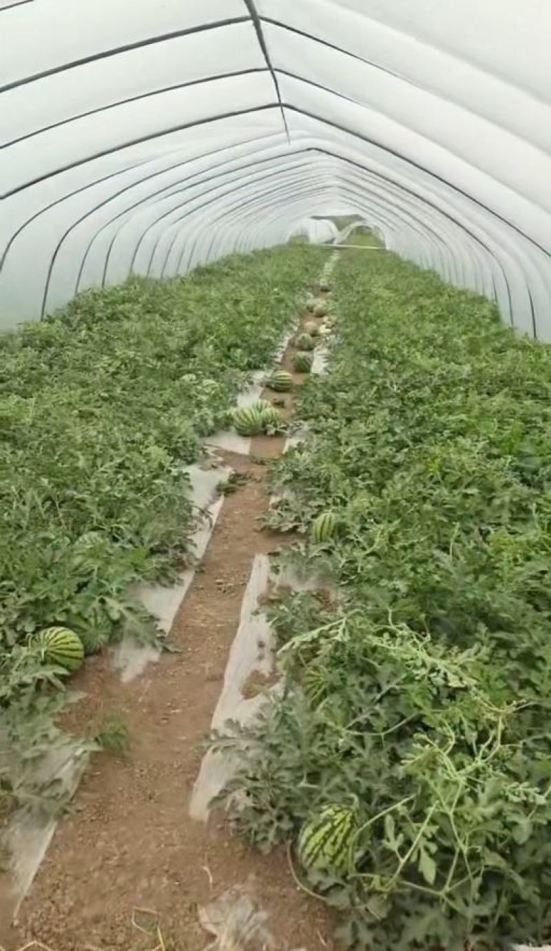 安徽产地直销精品麒麟西瓜优质量大诚信经营