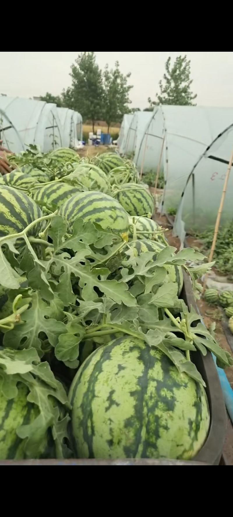 安徽产地直销精品麒麟西瓜优质量大诚信经营