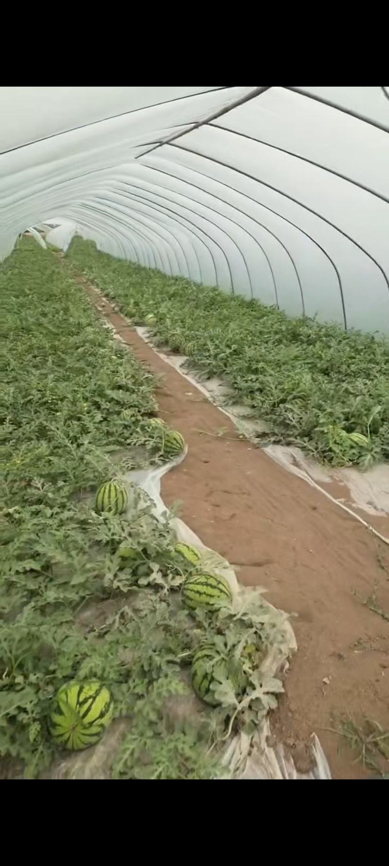 安徽产地直销精品麒麟西瓜优质量大诚信经营
