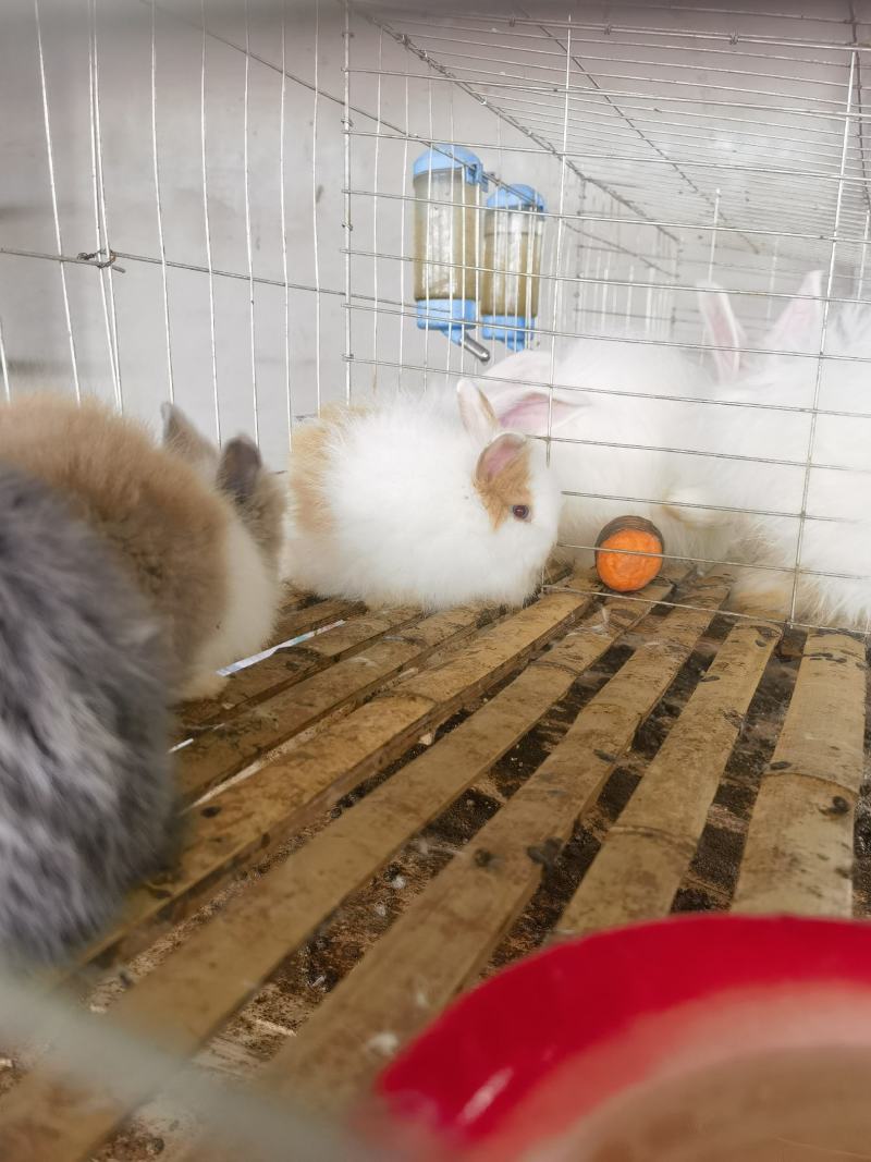 宠物兔熊猫兔垂耳兔侏儒兔体态小巧呆萌可爱亲人
