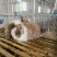 宠物兔熊猫兔垂耳兔侏儒兔体态小巧呆萌可爱亲人