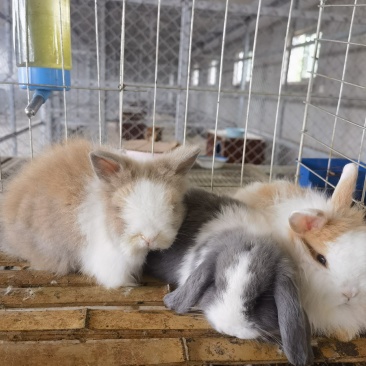 宠物兔熊猫兔垂耳兔侏儒兔体态小巧呆萌可爱亲人
