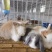 宠物兔熊猫兔垂耳兔侏儒兔体态小巧呆萌可爱亲人