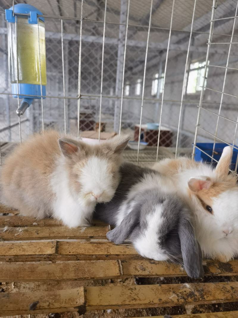 宠物兔熊猫兔垂耳兔侏儒兔体态小巧呆萌可爱亲人
