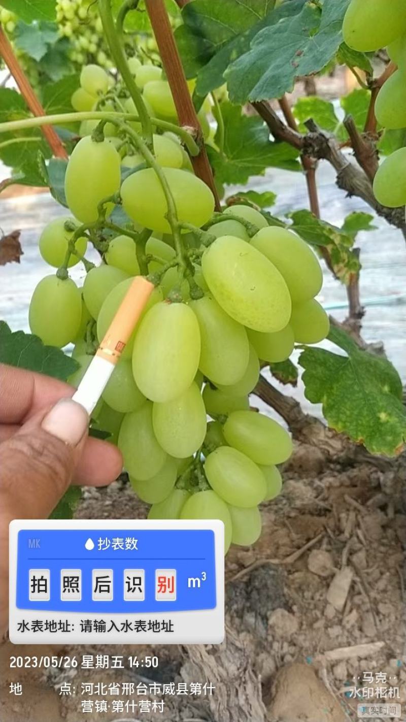 维多利亚
