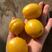 山东珍珠油杏，现摘现发，脆甜可口，好吃不贵