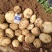 土豆大量上市一手货源、现挖现发、诚信经营欢迎新老客户咨询