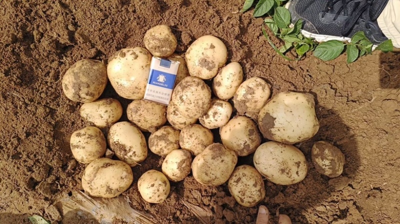 土豆大量上市一手货源、现挖现发、诚信经营欢迎新老客户咨询