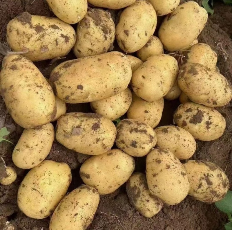 土豆大量上市一手货源、现挖现发、诚信经营欢迎新老客户咨询