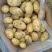土豆大量上市一手货源、现挖现发、诚信经营欢迎新老客户咨询