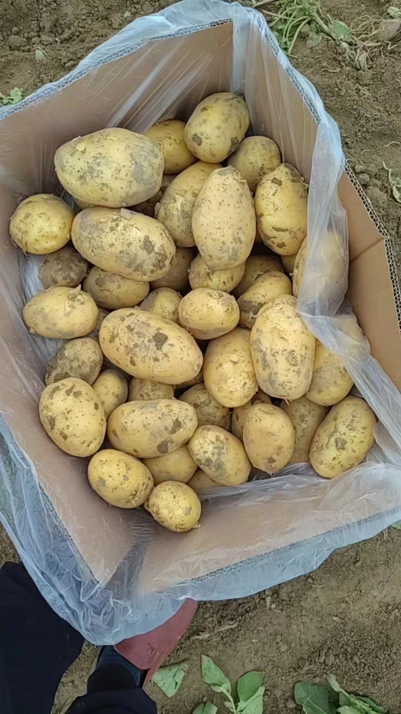 土豆大量上市一手货源、现挖现发、诚信经营欢迎新老客户咨询