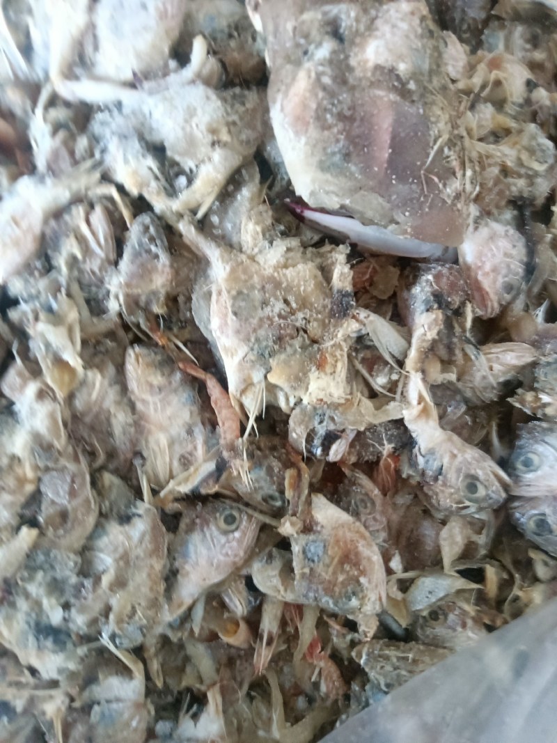 鱼头饲料鱼