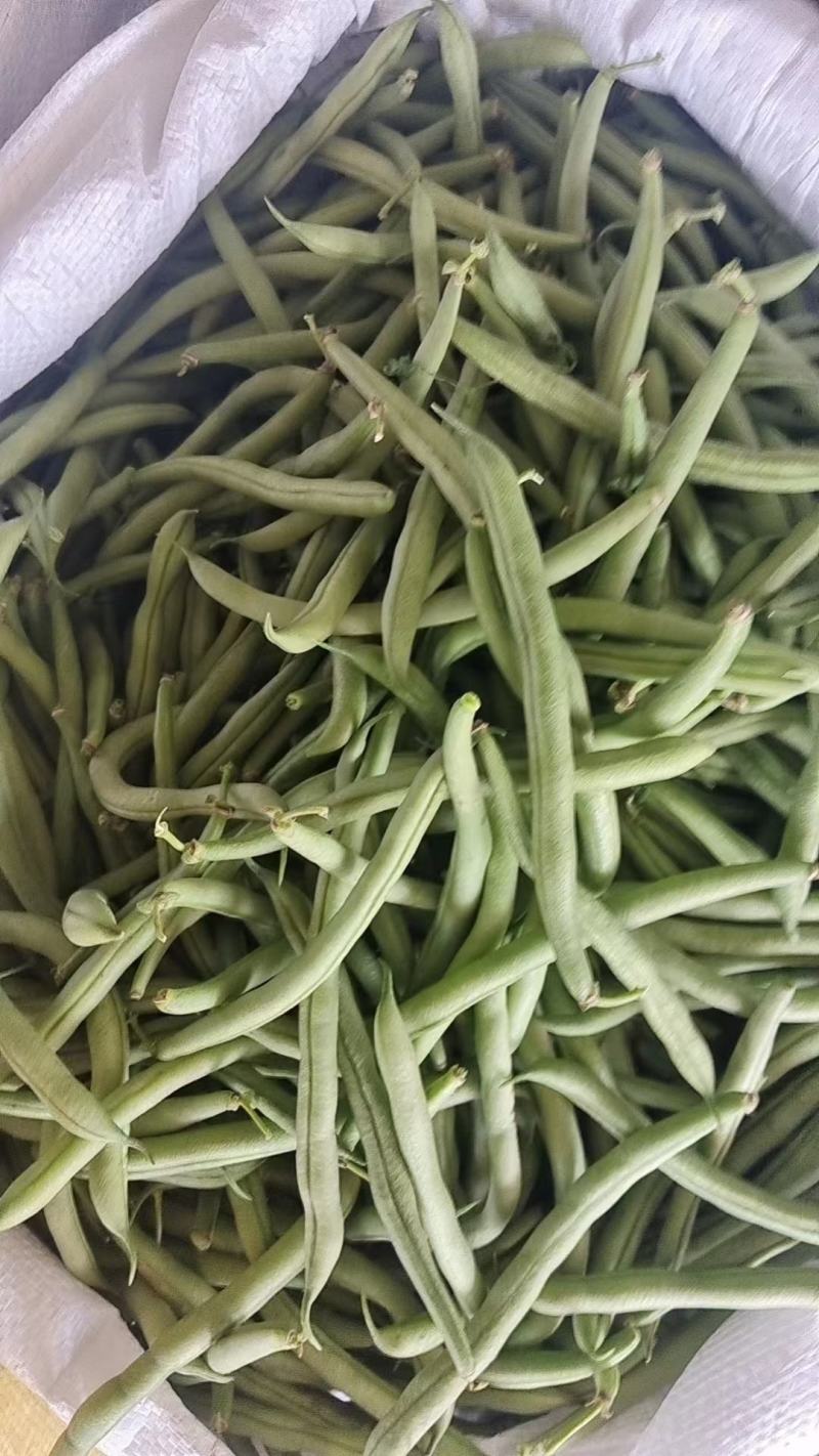 青刀豆大量上市，供应各大加工厂！市场等！有需要的联系我！