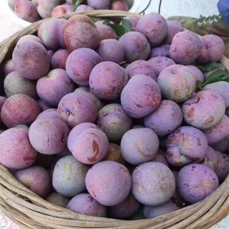 基地批发