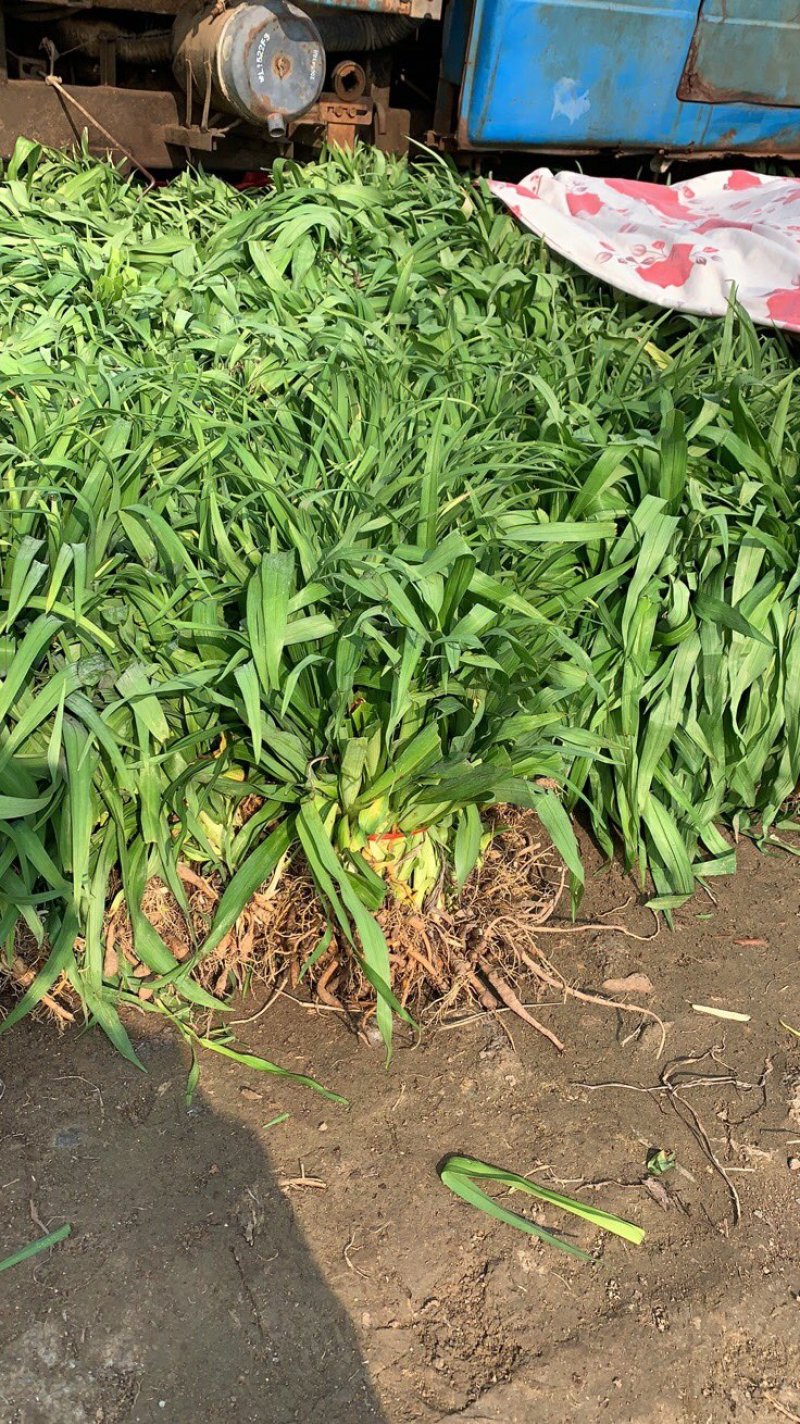 大花宣草基地直供，全国发售，现挖现发耐运输好存活