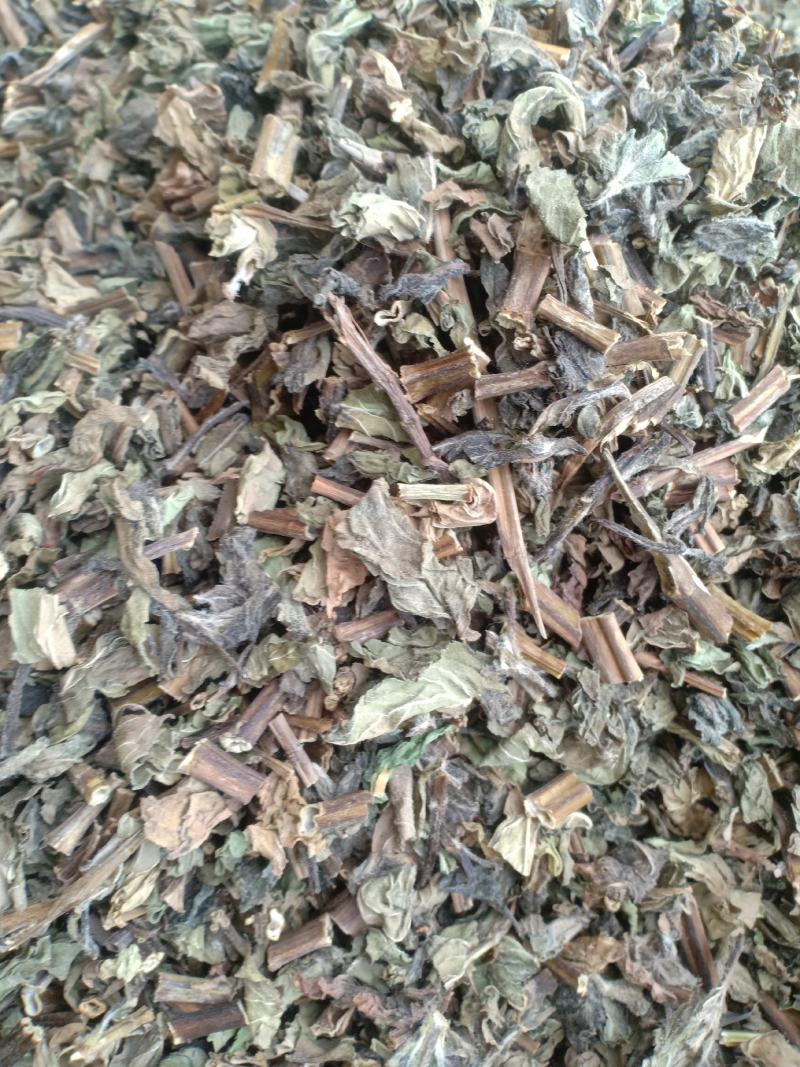 薄荷新货货干味大产地山东有现货实拍24小时发货