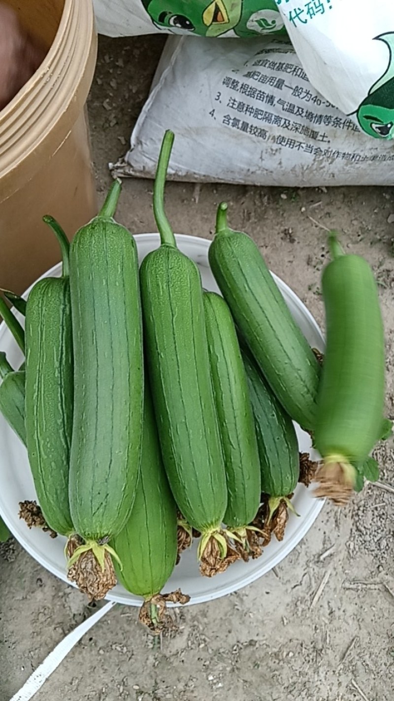 香丝瓜