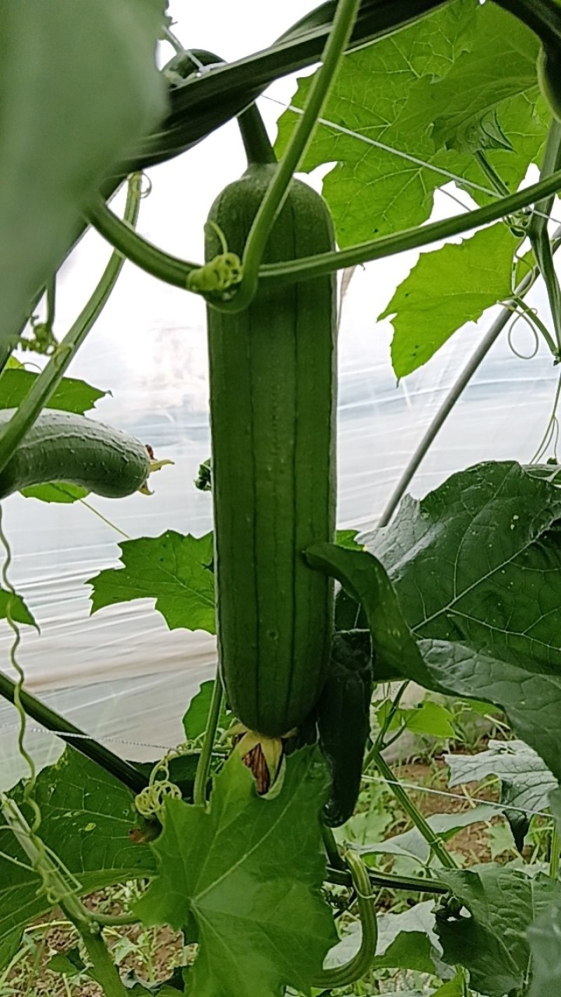 香丝瓜