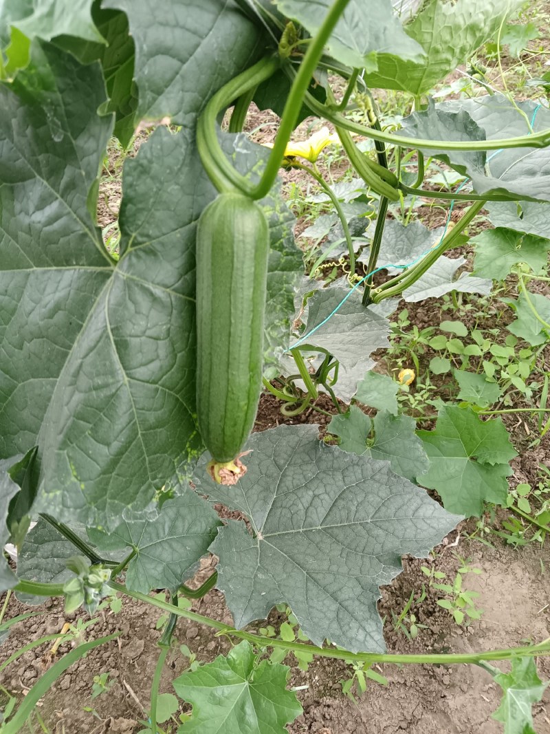 香丝瓜