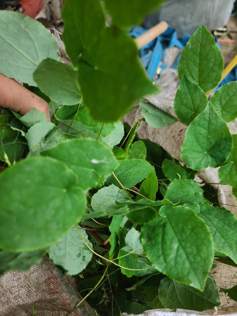 淫羊藿小圆叶