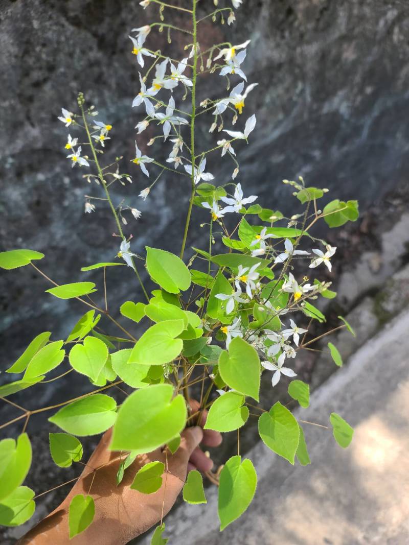 淫羊藿小圆叶