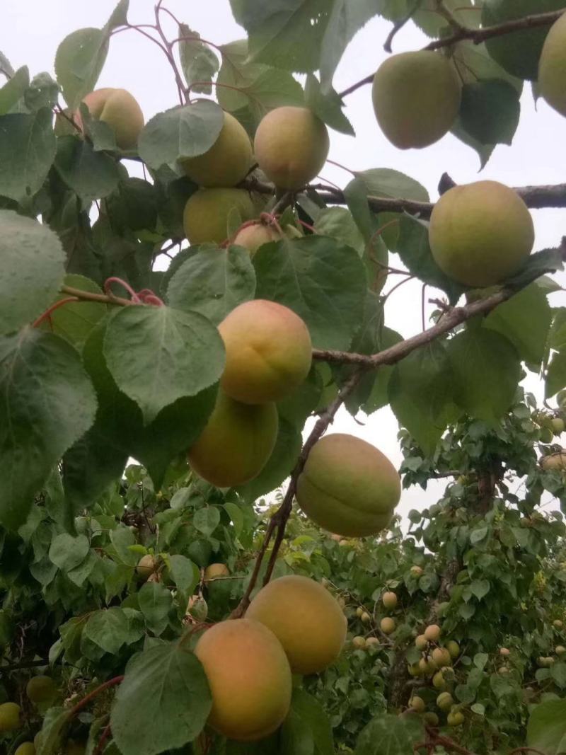 杏，凯特杏，陕西凯特杏，大黄杏，凯特杏产地批发价格，肉杏