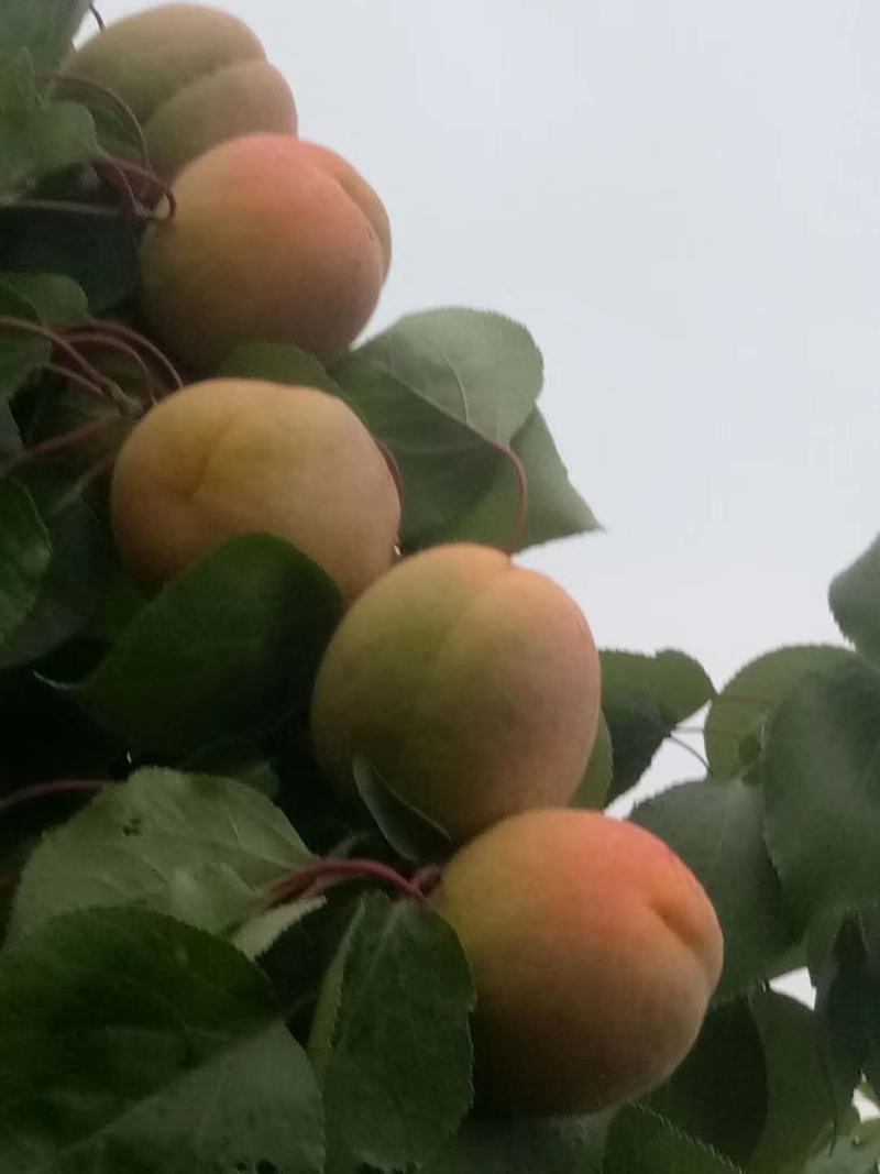 杏，凯特杏，陕西凯特杏，大黄杏，凯特杏产地批发价格，肉杏