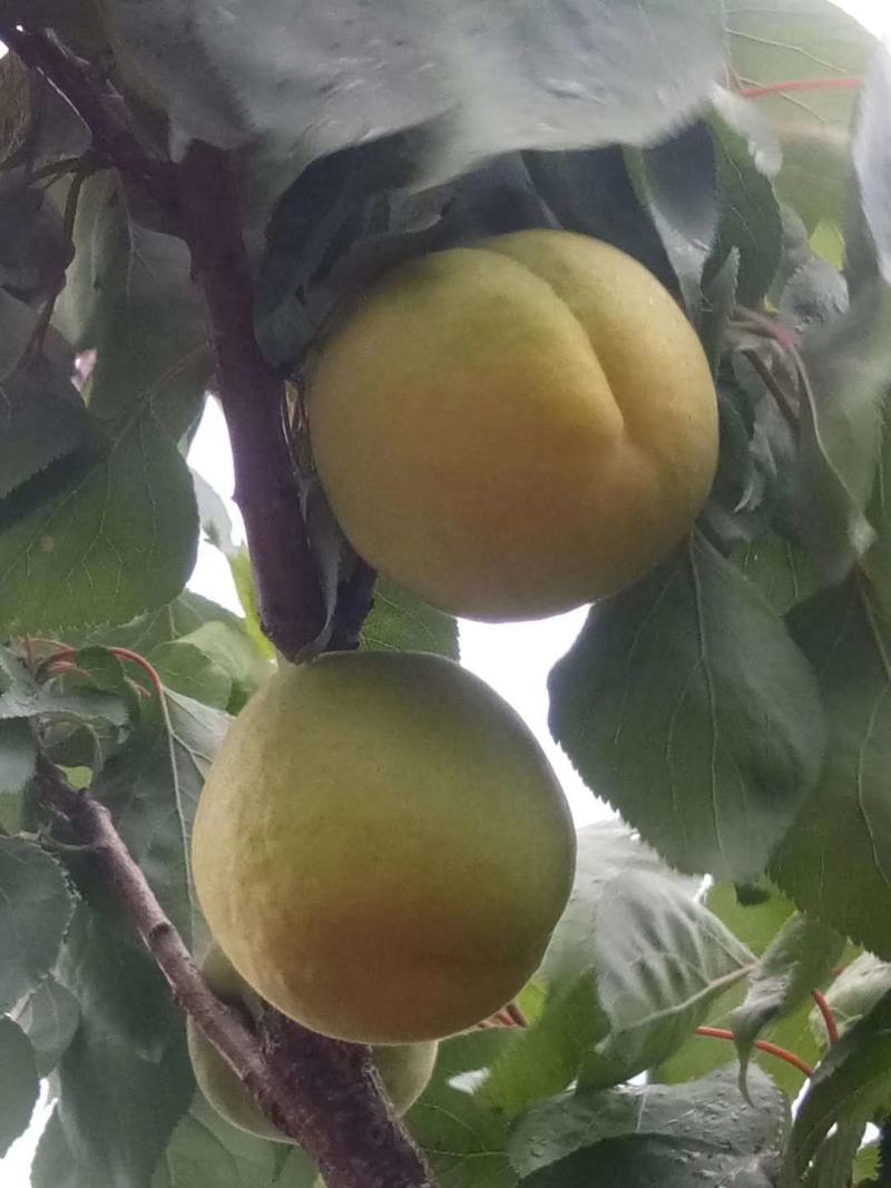 杏，凯特杏，陕西凯特杏，大黄杏，凯特杏产地批发价格，肉杏