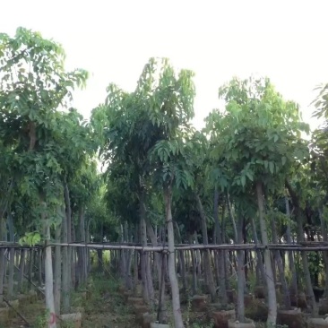 腊肠树4-20分大量自家袋苗货真价实，欢迎咨询