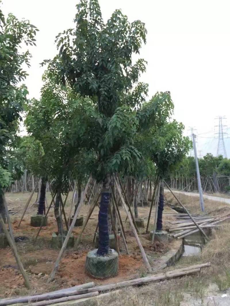 腊肠树4-20分大量自家袋苗货真价实，欢迎咨询